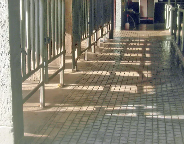 Grooved concrete cattle race between steel rails leading into a farm shed