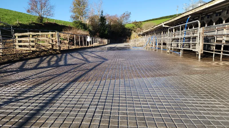 Dairy yard — Waikato