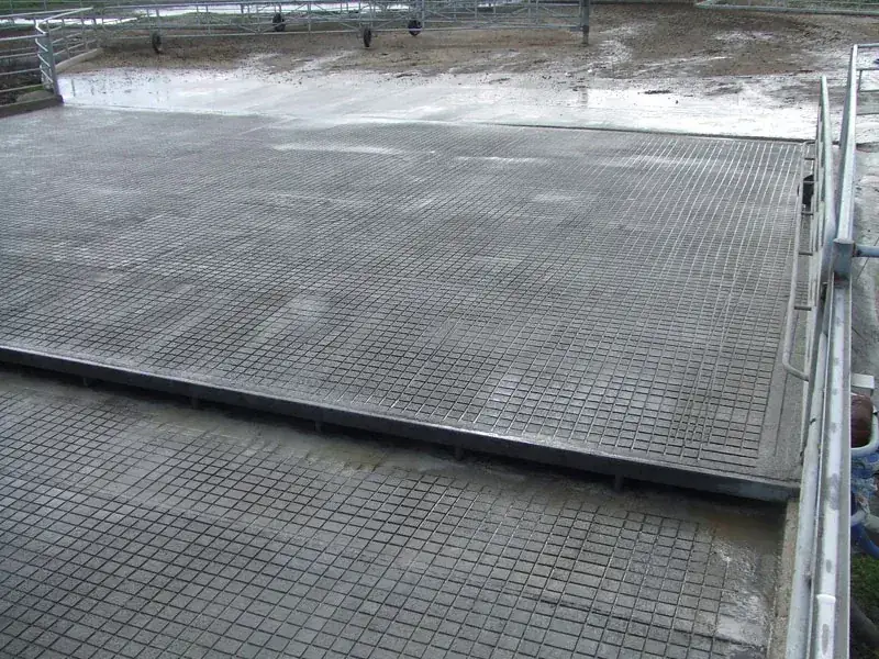 Freshly grooved concrete dairy holding yard with steel rails, Waikato