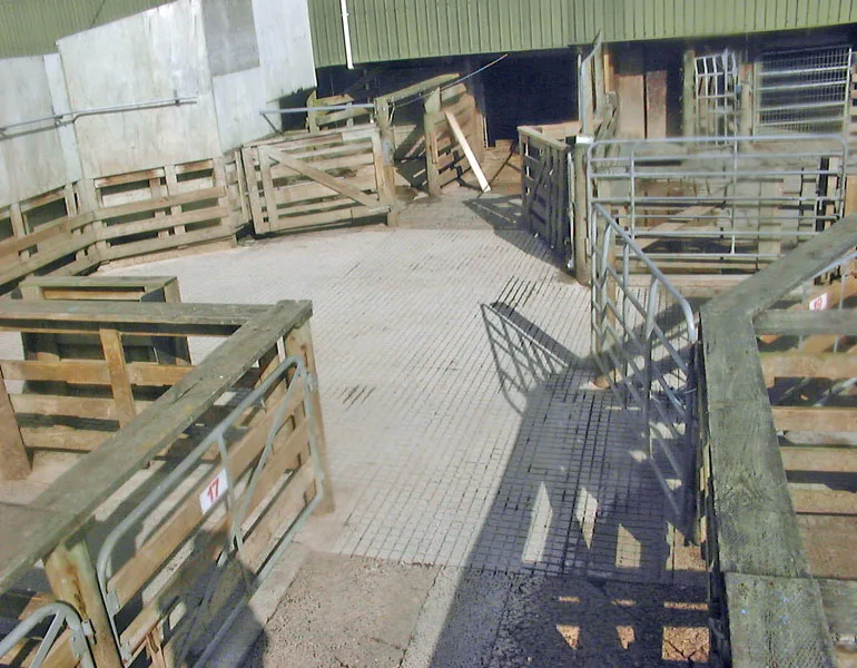 Grooved concrete floor through the drafting pens at Frankton Sale Yards, Hamilton